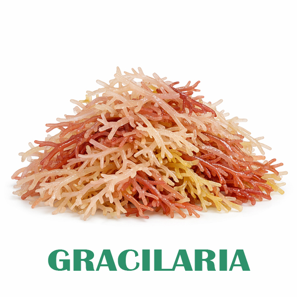 Gracilaria